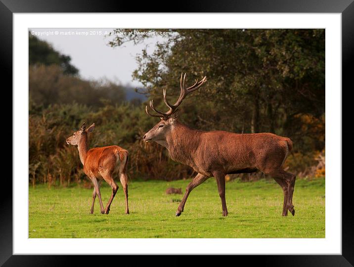Stalking the Hind  Framed Mounted Print by Martin Kemp Wildlife