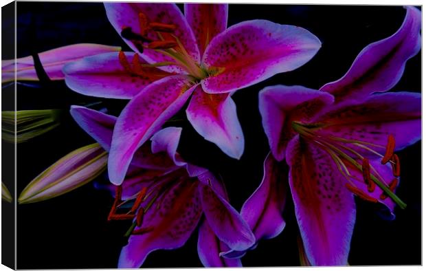  Stargazer Lilies Canvas Print by Sue Bottomley