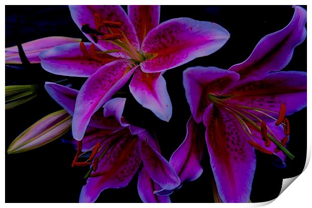  Stargazer Lilies Print by Sue Bottomley