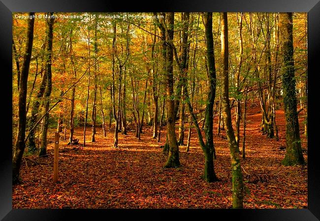  Autumn Woodland Walk Framed Print by Martin Chambers