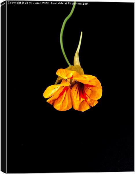 Fiery Orange Nasturtium Canvas Print by Beryl Curran