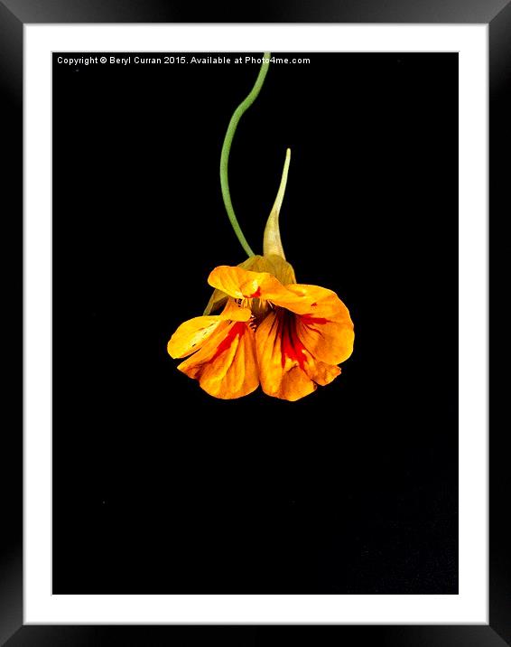 Fiery Orange Nasturtium Framed Mounted Print by Beryl Curran