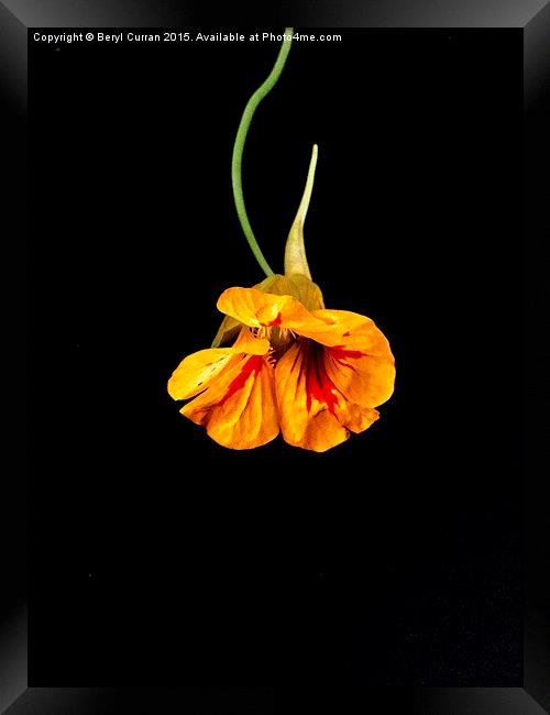 Fiery Orange Nasturtium Framed Print by Beryl Curran