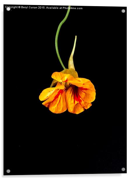 Fiery Orange Nasturtium Acrylic by Beryl Curran