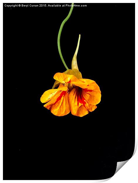 Fiery Orange Nasturtium Print by Beryl Curran