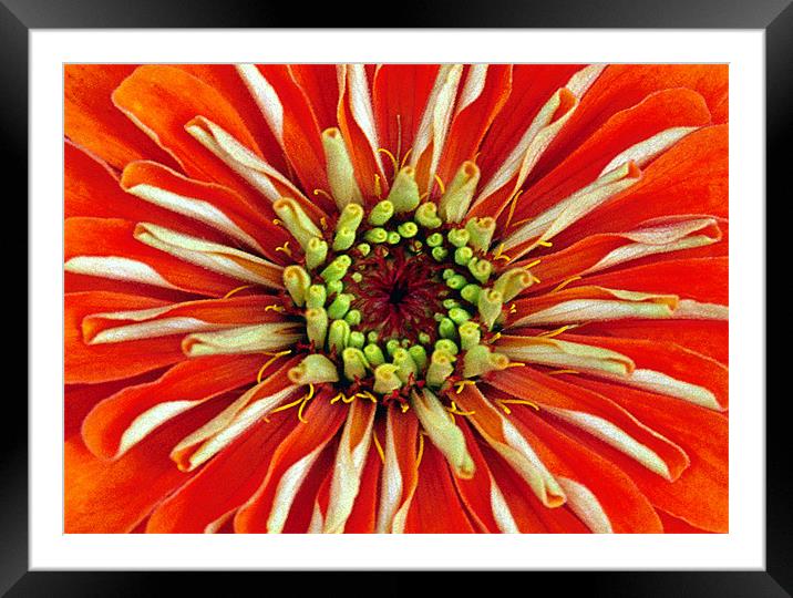 DAHLIA HEAD Framed Mounted Print by Ray Bacon LRPS CPAGB