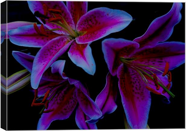 Flower Stargazer Lilies  Canvas Print by Sue Bottomley