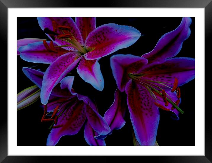 Flower Stargazer Lilies  Framed Mounted Print by Sue Bottomley