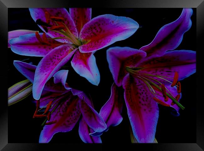 Flower Stargazer Lilies  Framed Print by Sue Bottomley