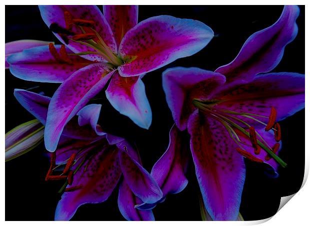Flower Stargazer Lilies  Print by Sue Bottomley