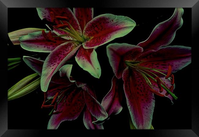 Flower Stargazer Lilies  Framed Print by Sue Bottomley