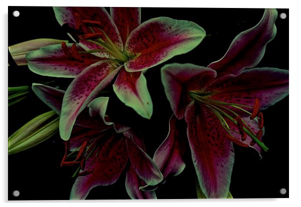 Flower Stargazer Lilies  Acrylic by Sue Bottomley