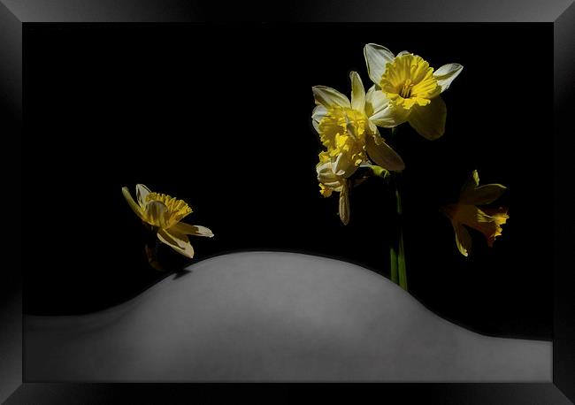  Daffodil Hill Framed Print by mary stevenson
