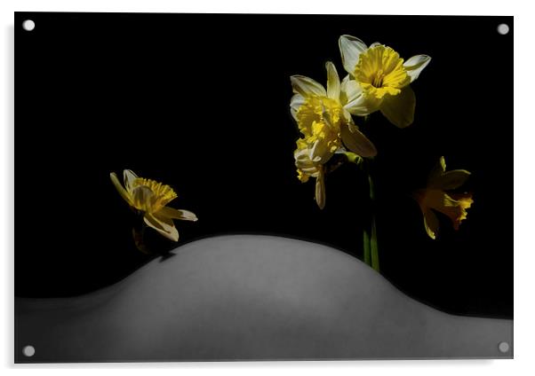  Daffodil Hill Acrylic by mary stevenson