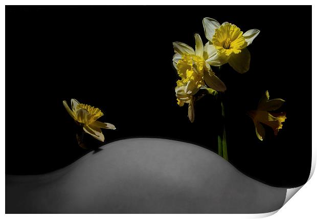  Daffodil Hill Print by mary stevenson
