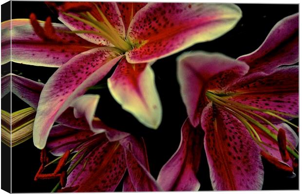 Stargazer Lily flower  Canvas Print by Sue Bottomley