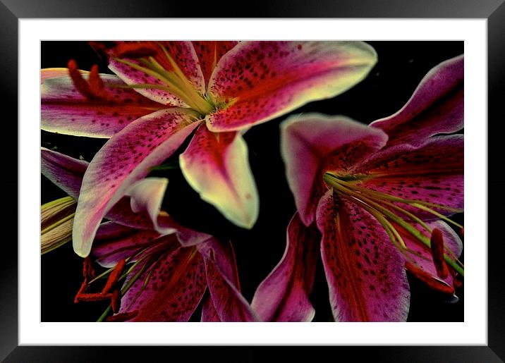Stargazer Lily flower  Framed Mounted Print by Sue Bottomley