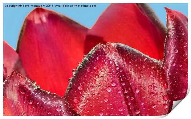  Waterdrops on Tulip Print by dave mcnaught