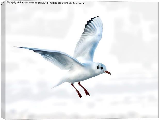  Gull in flight Canvas Print by dave mcnaught