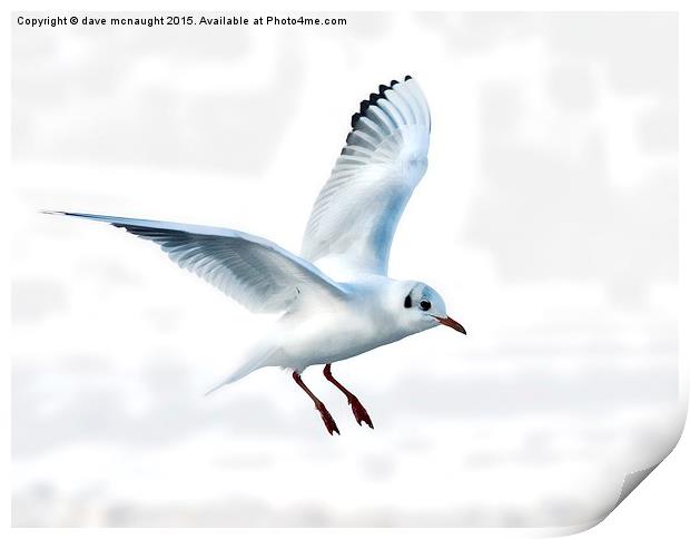  Gull in flight Print by dave mcnaught