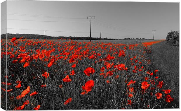 Train of Poppies  Canvas Print by Darren Galpin