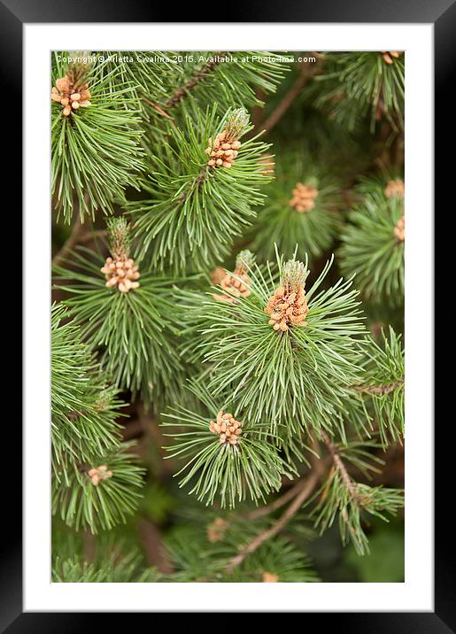 Pinus Mugo pine blossoms Framed Mounted Print by Arletta Cwalina