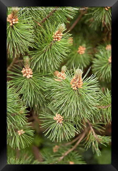 Pinus Mugo pine blossoms Framed Print by Arletta Cwalina