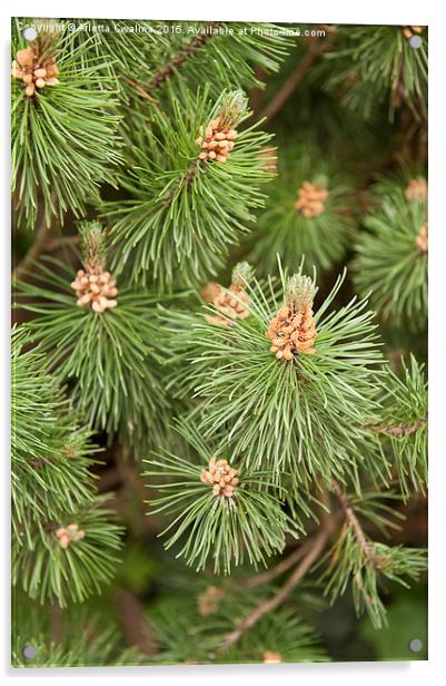 Pinus Mugo pine blossoms Acrylic by Arletta Cwalina
