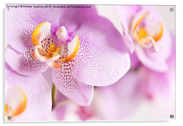 Pink spotted Orchid blooming macro Acrylic by Arletta Cwalina