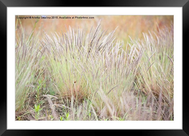 Flowering decorative grass clumps Framed Mounted Print by Arletta Cwalina