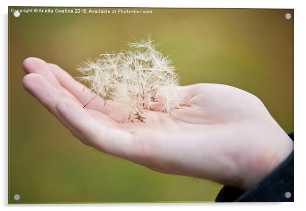 Dandelion seeds on hand closeup Acrylic by Arletta Cwalina