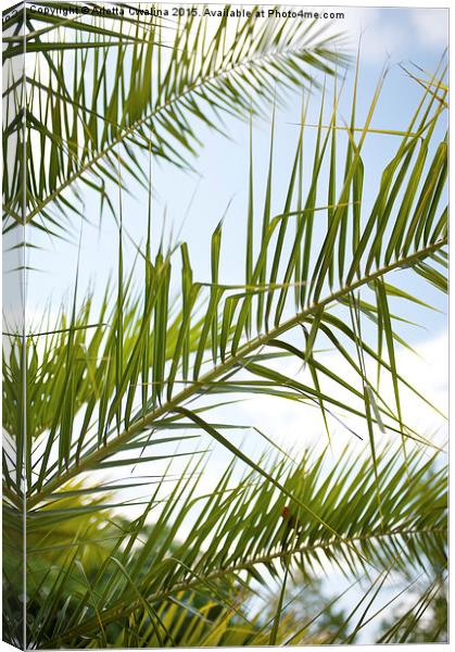 Crown of palm tree leaves Canvas Print by Arletta Cwalina