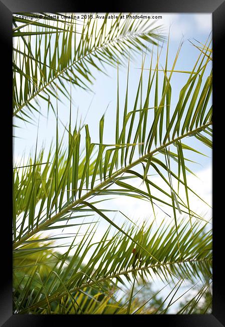 Crown of palm tree leaves Framed Print by Arletta Cwalina