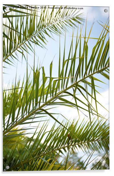 Crown of palm tree leaves Acrylic by Arletta Cwalina
