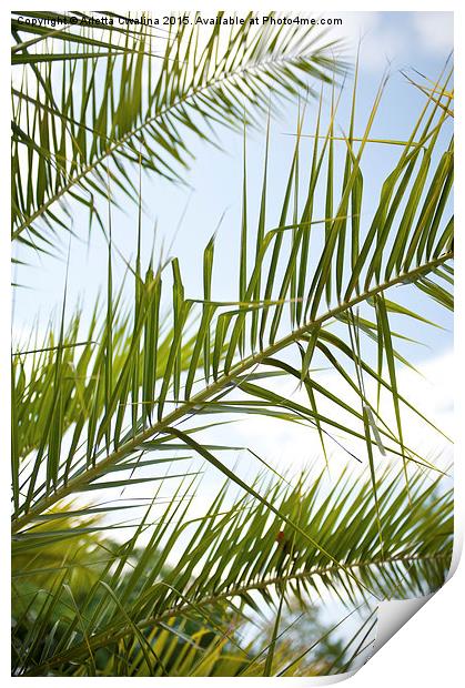 Crown of palm tree leaves Print by Arletta Cwalina