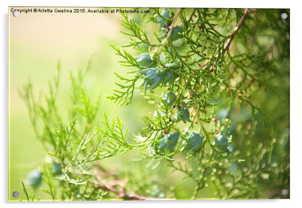 Thuja cones closeup Acrylic by Arletta Cwalina