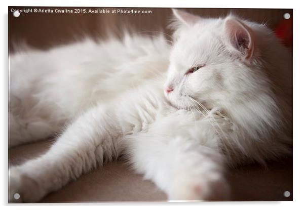 Turkish Angora sleepy cat Acrylic by Arletta Cwalina