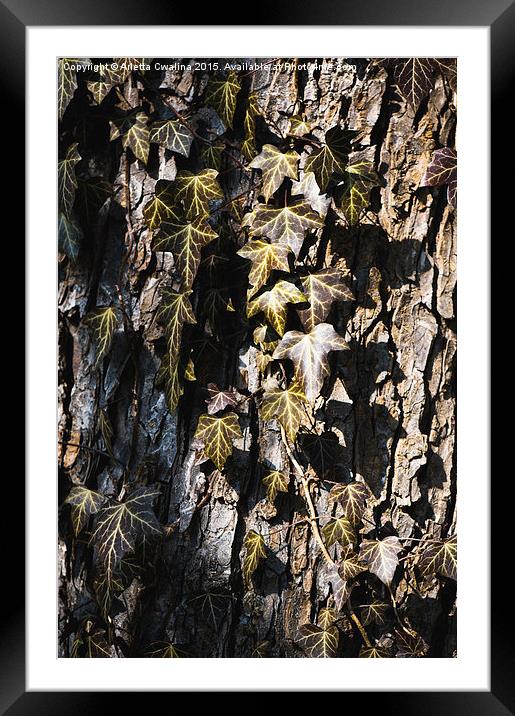 Ivy leaves grunge tone Framed Mounted Print by Arletta Cwalina