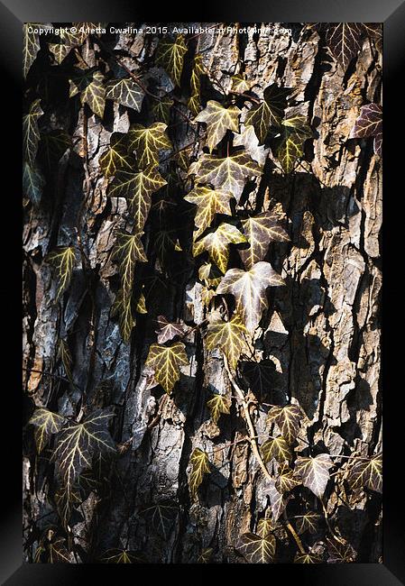 Ivy leaves grunge tone Framed Print by Arletta Cwalina