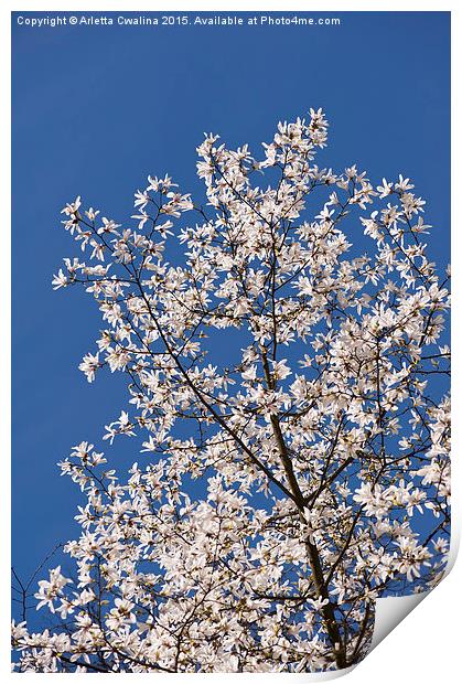 Magnolia on the blue sky Print by Arletta Cwalina