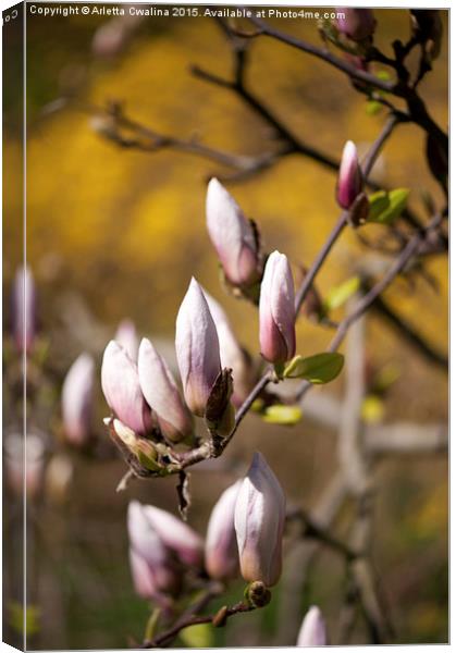 Pink magnolia efflorescence buds Canvas Print by Arletta Cwalina