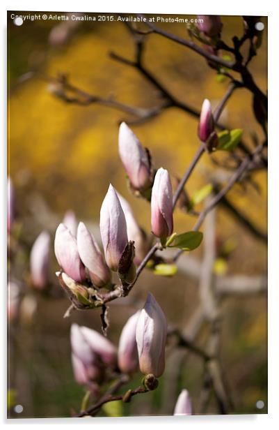 Pink magnolia efflorescence buds Acrylic by Arletta Cwalina