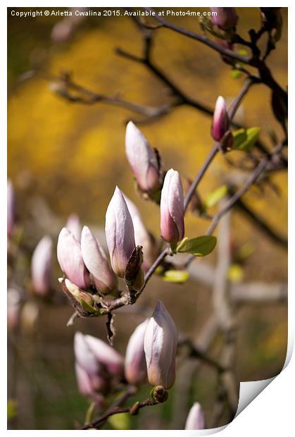 Pink magnolia efflorescence buds Print by Arletta Cwalina