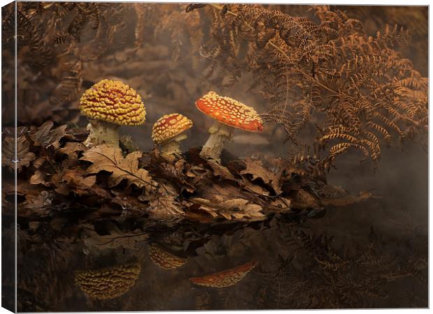  Fly Agaric in the mist Canvas Print by paul hudson