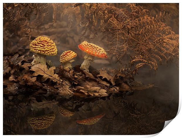  Fly Agaric in the mist Print by paul hudson