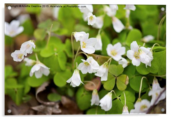 Wood sorrel bloom macro Acrylic by Arletta Cwalina