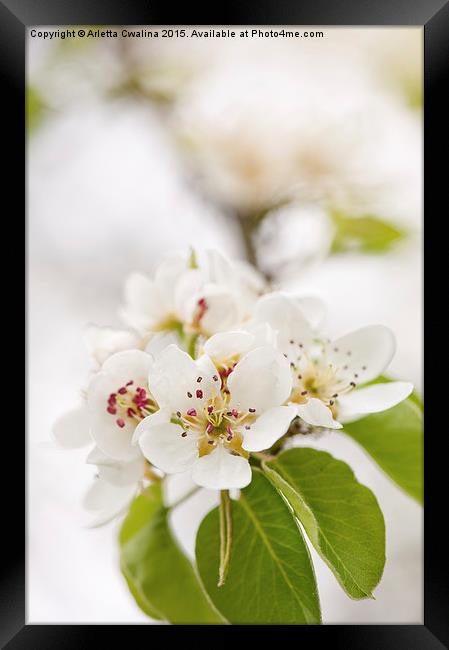 White pear blossoms detail Framed Print by Arletta Cwalina