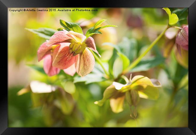 Hellebore pink blossoms macro Framed Print by Arletta Cwalina