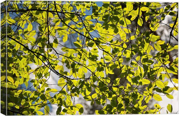Spring sunlight on tree foliage Canvas Print by Arletta Cwalina