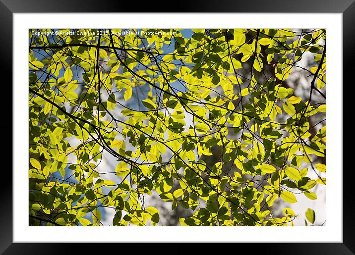 Spring sunlight on tree foliage Framed Mounted Print by Arletta Cwalina